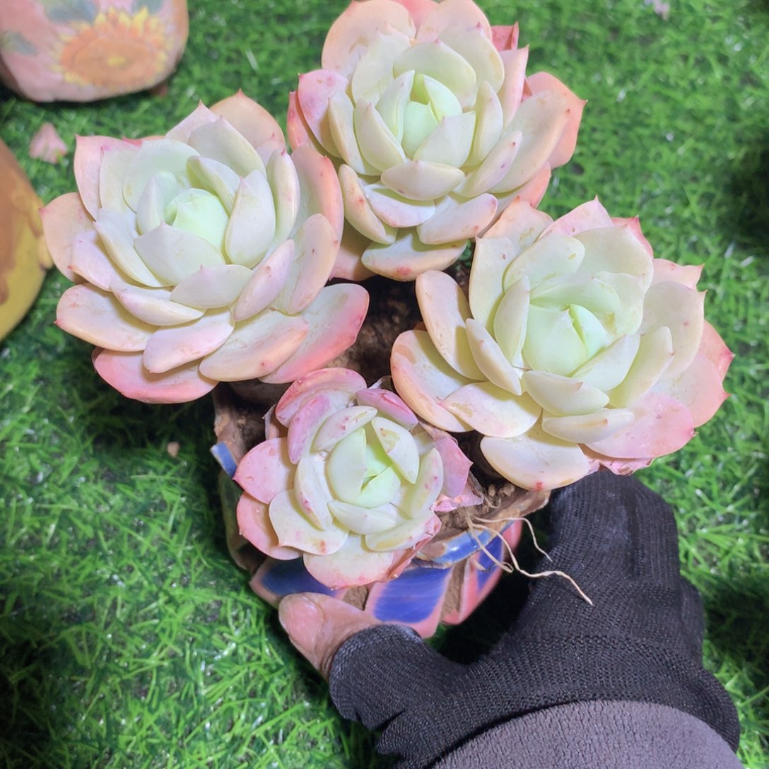 氢****发恋曲12 公分一物一拍