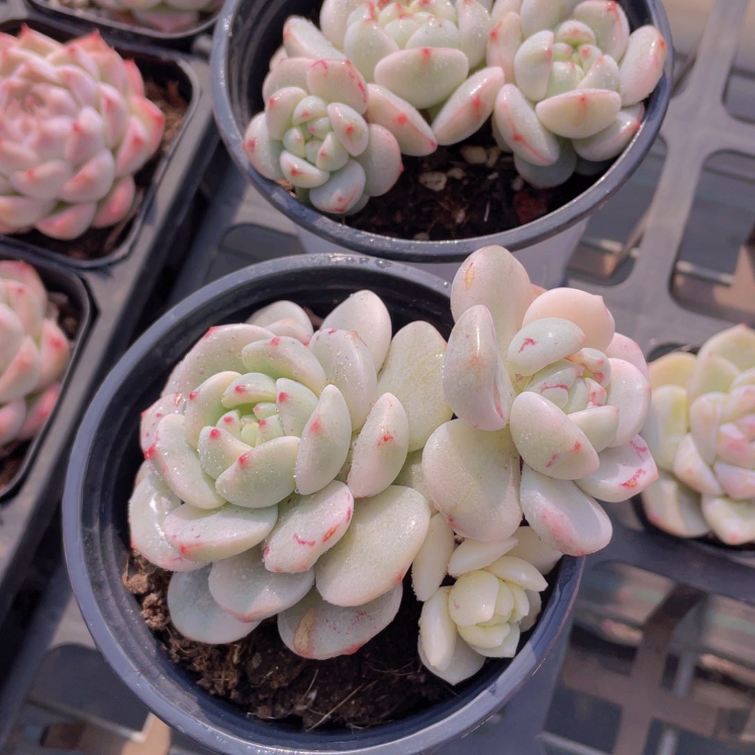 1191号 福利香草锦一颗