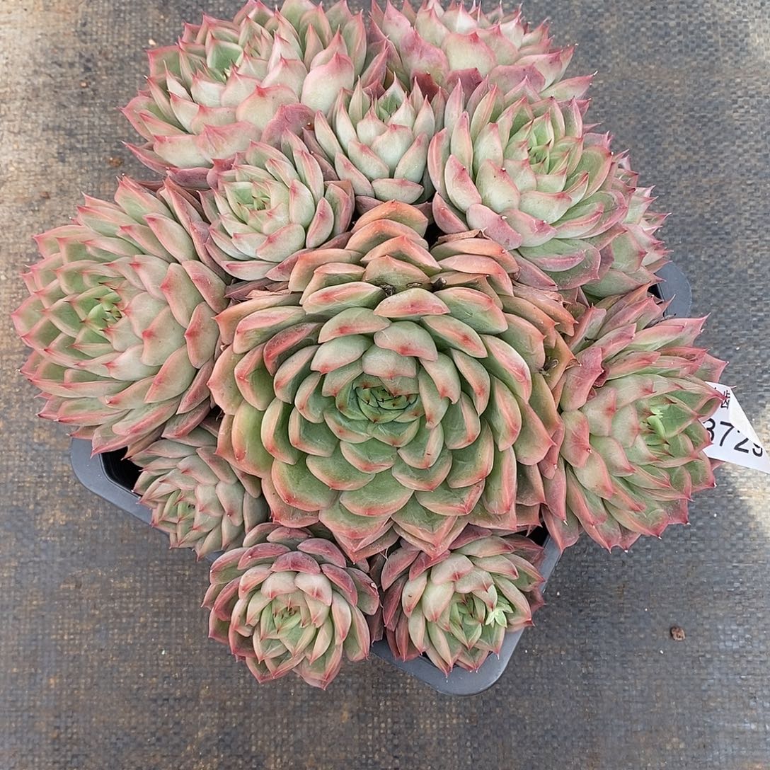 陌***绵3729开播福利～22厘米