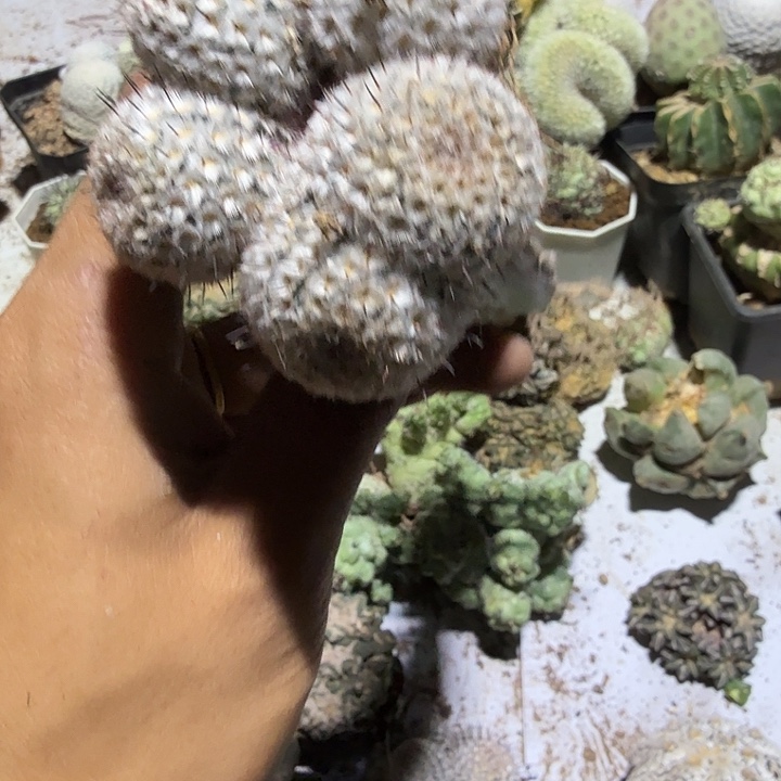 直刺佩勒仙人球开花