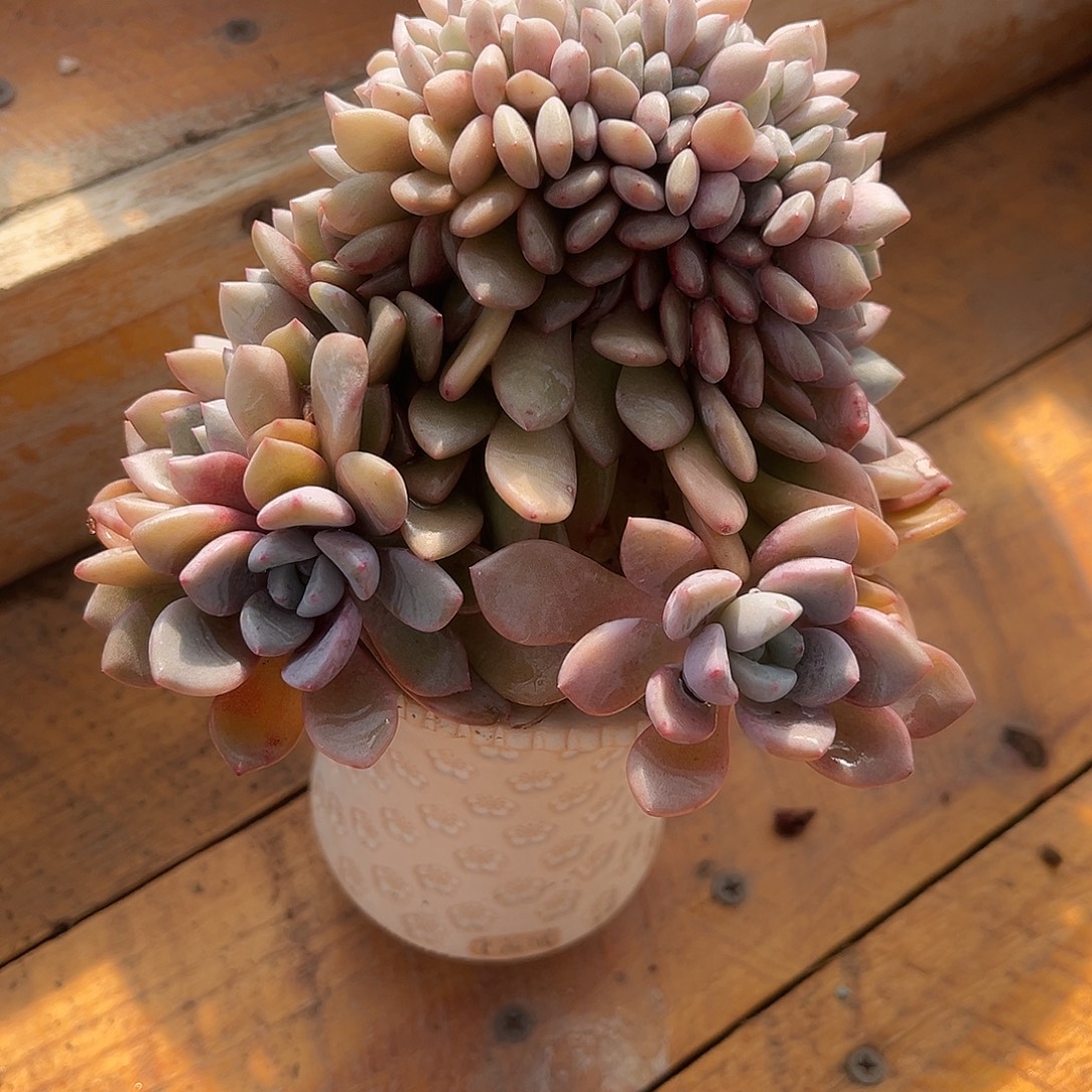米***虫花斑鹿缀化多肉植物