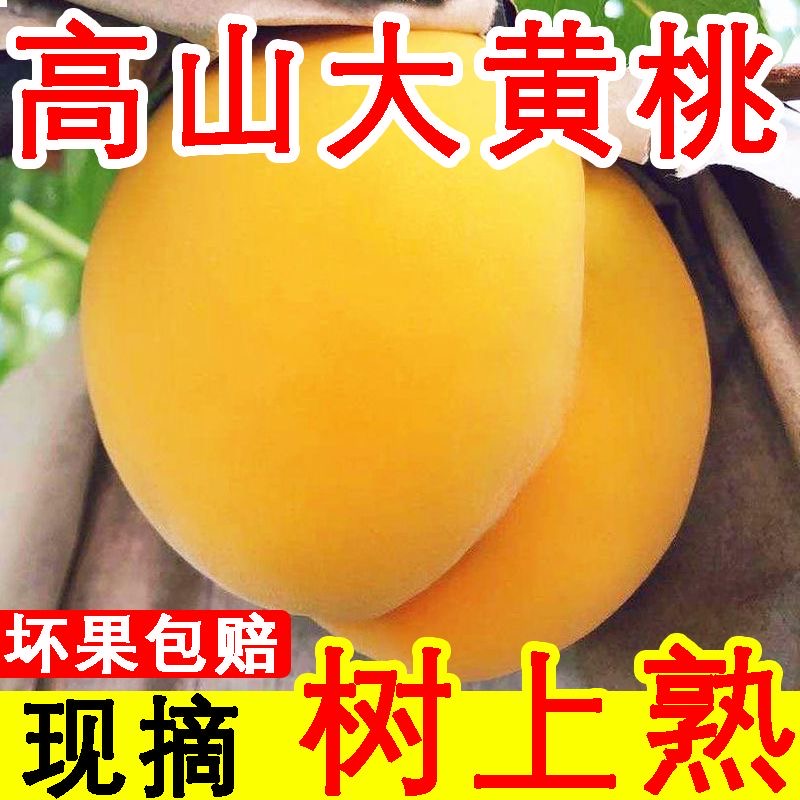 【坏果包赔】陕西头茬新鲜黄桃脆甜多汁现摘新鲜水果硬脆甜桃子
