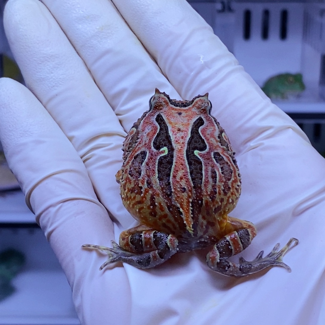 角蛙角蛙3-10cm闪购专享链接