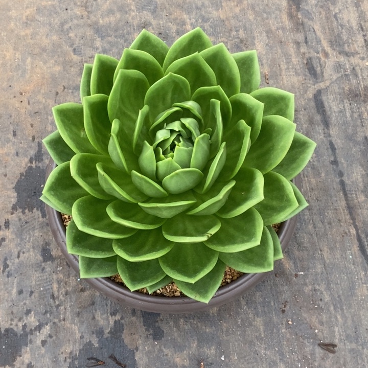 陈*翠翠花母本39公分左右特价物流到付