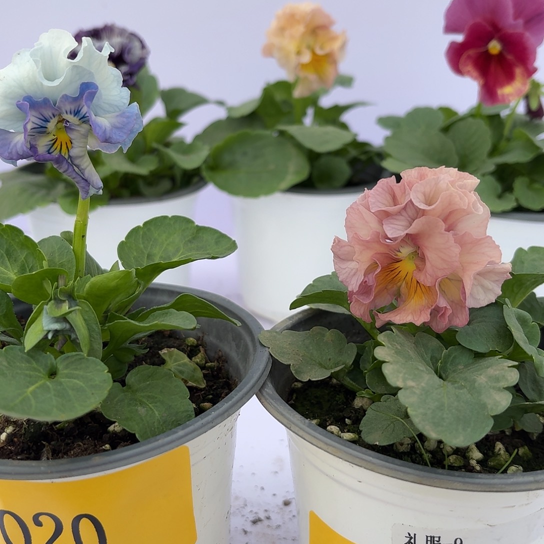 少量花朵（建议范围：2朵-5朵 或40%以下）