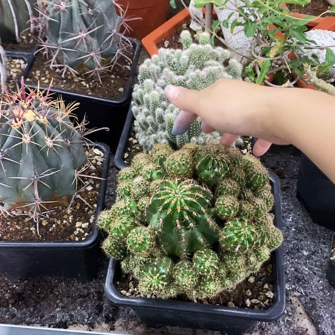 花花草草花花草草