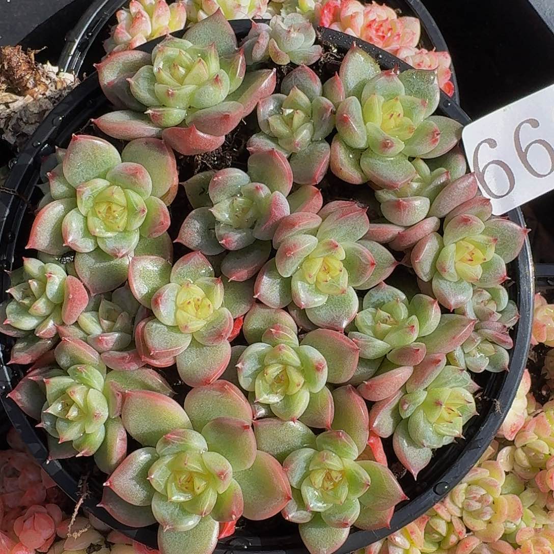 多肉植物多肉植物668