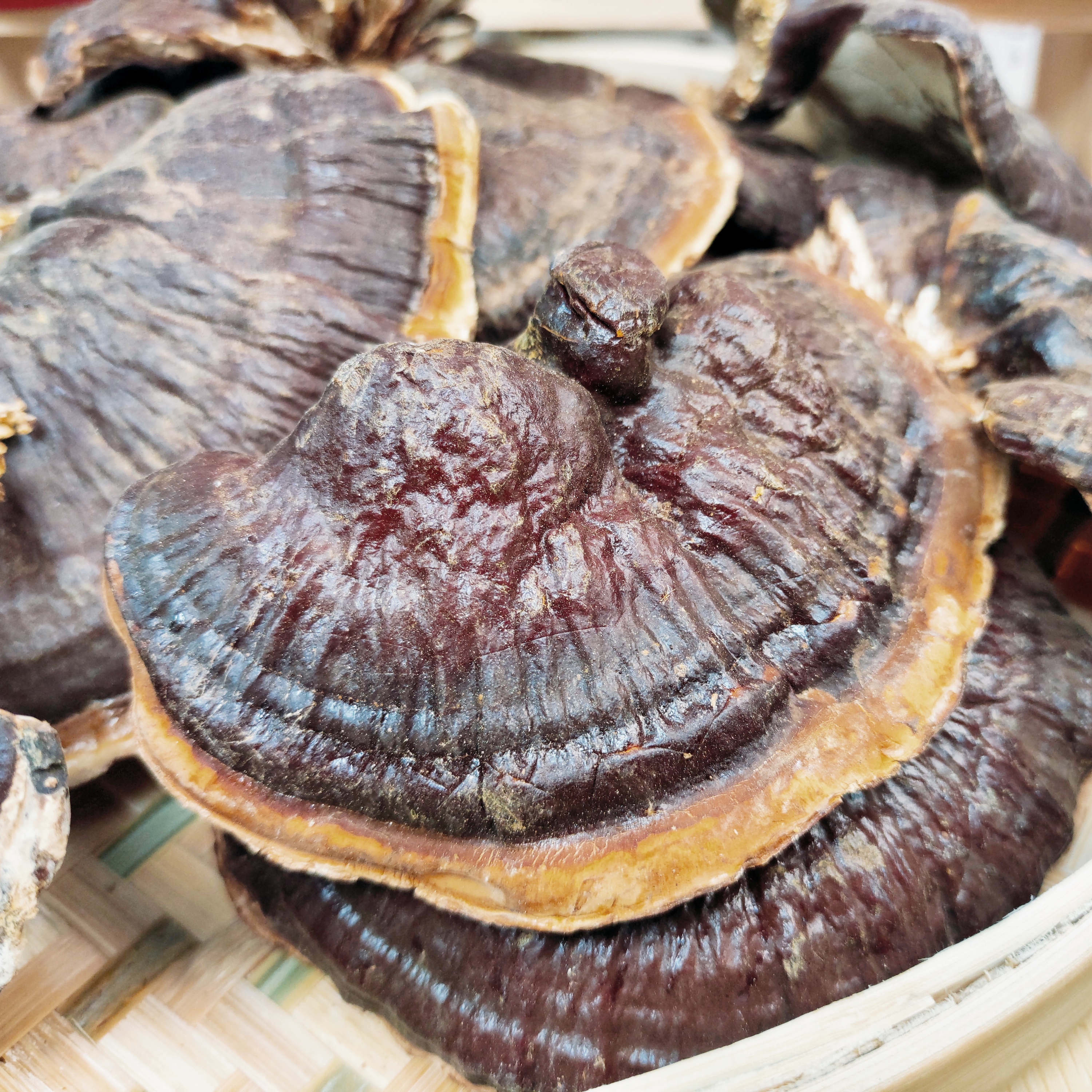 【雯姐批发】正宗金边芝芝菌菇250g 菌味浓郁煲汤煲水