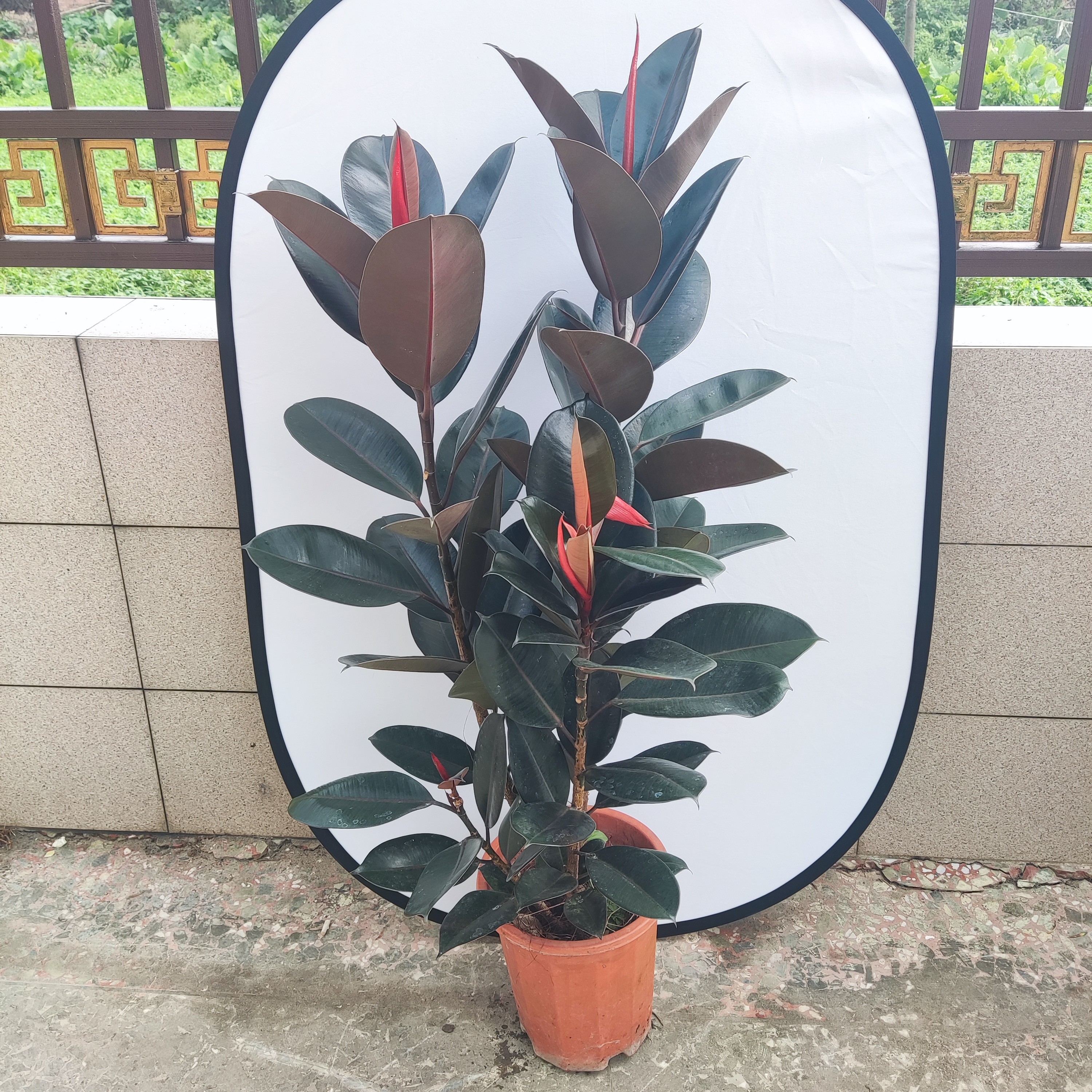 黑金刚橡皮树盆栽净室内绿色植物吸甲醛防辐射办公桌盆栽四季绿植