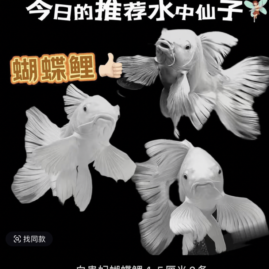 台湾纯种短身蝴蝶鲤观赏鱼冷水淡水鱼好养耐活