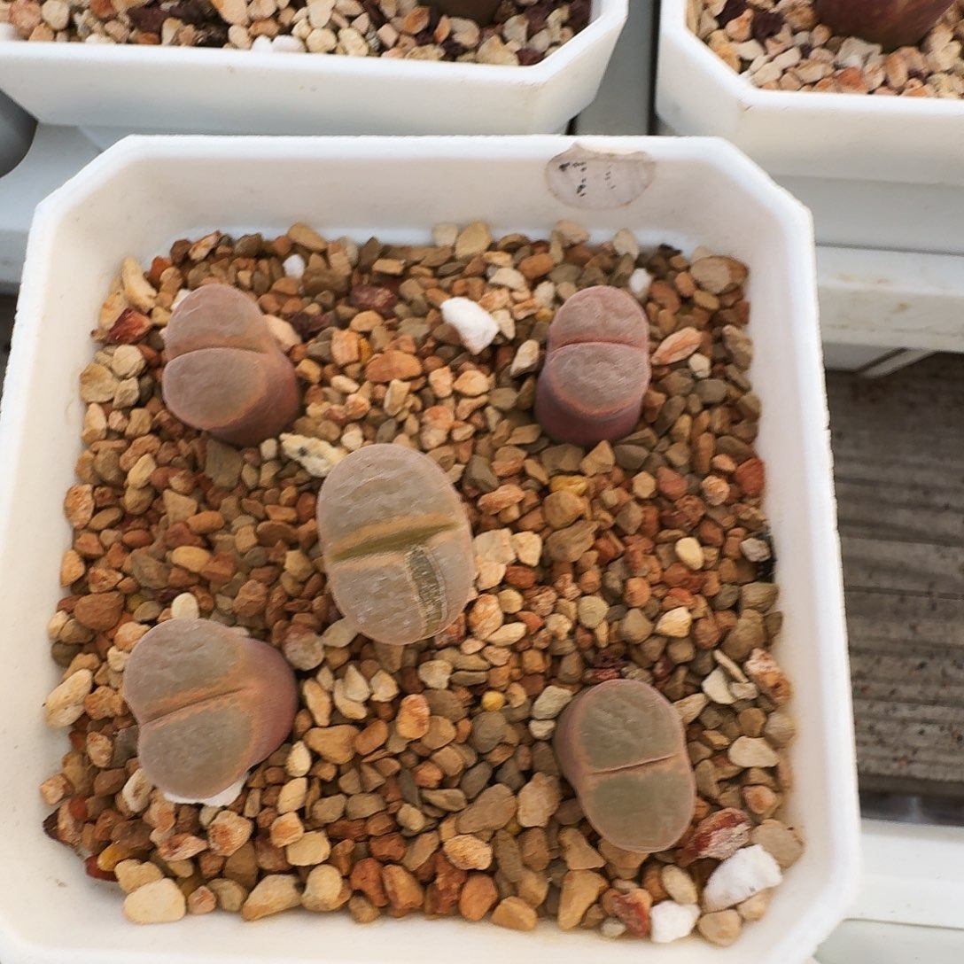 土***队多肉植物福利风铃622