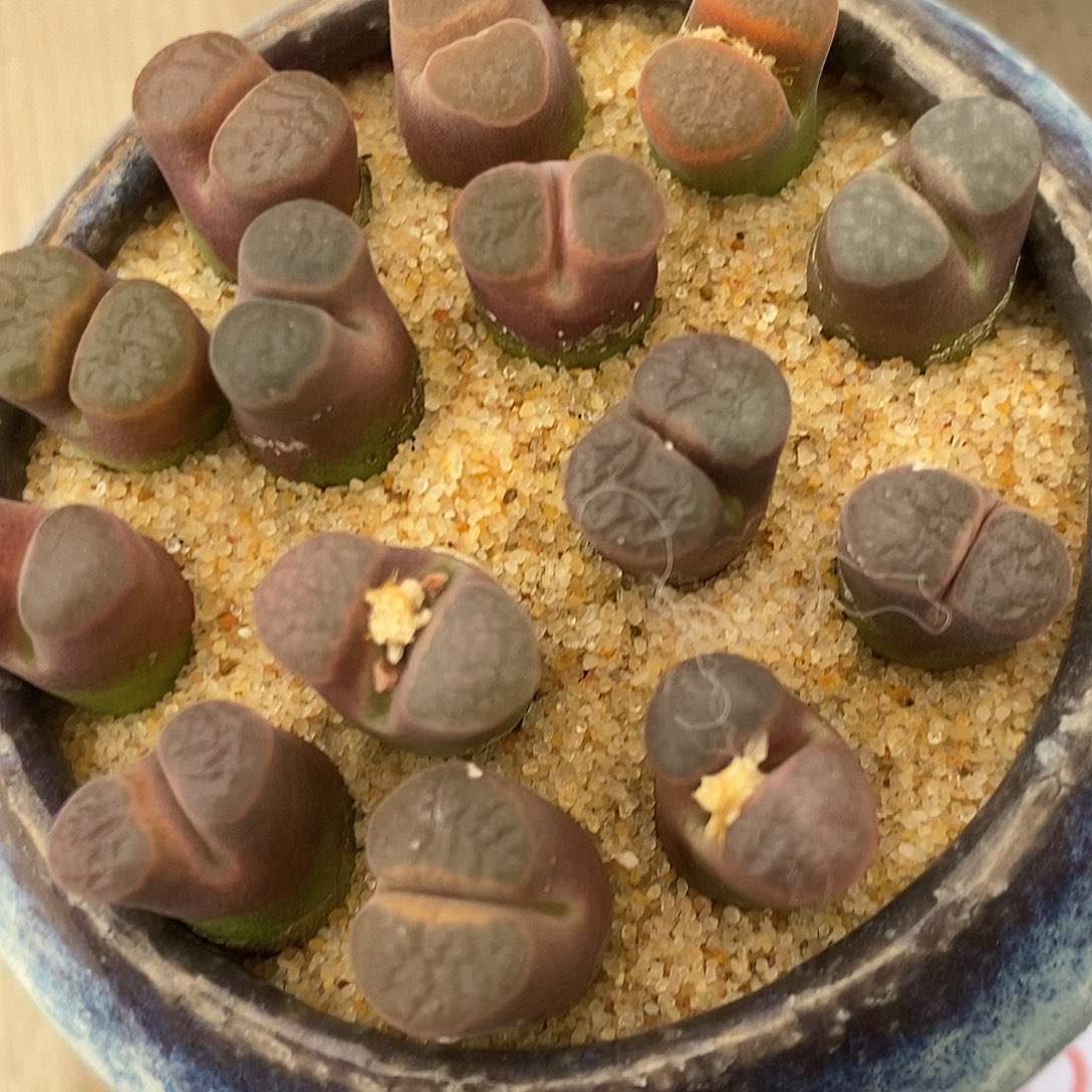 22141磁铁一组。         