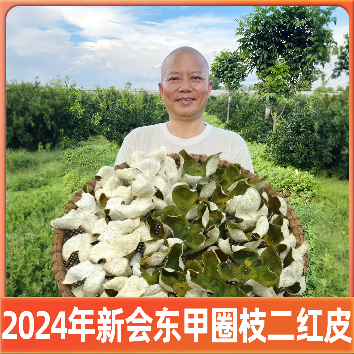 【批发装】2024年新会东甲圈枝二红皮（纯干仓）