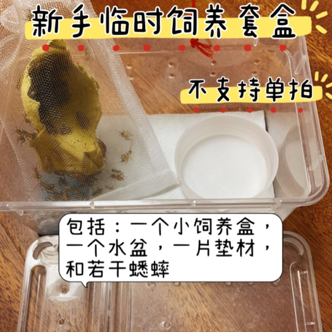 活体姥爷树蛙新手饲养盒！临时饲养盒套装！不要单拍！