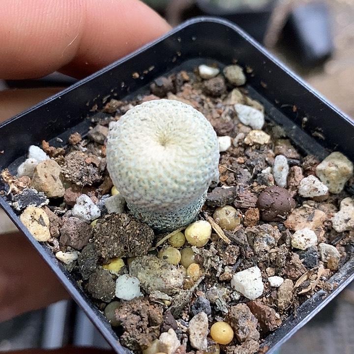 孤品实生小人帽子仙人球1.6cm仙人球