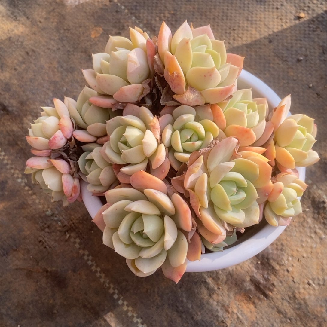 恋曲有砍多肉多肉多肉多肉多肉