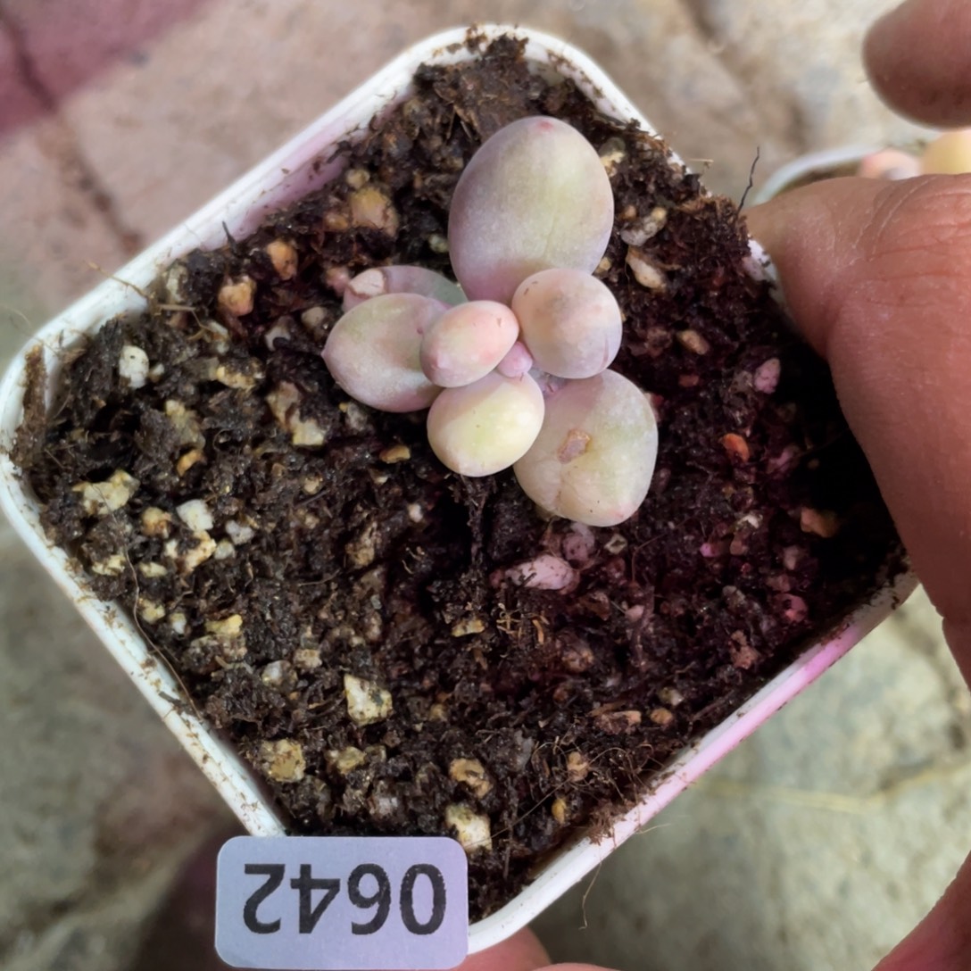 奶酪锦多肉植物片片拉丝