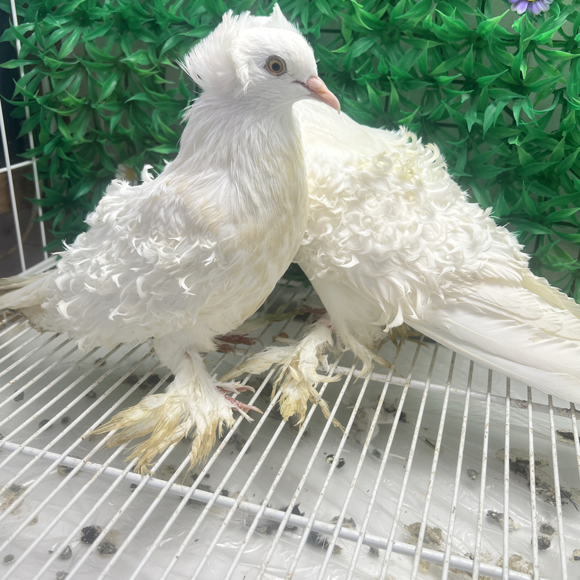 精品观赏鸽大头黄色马甲芙蓉种鸽活体青年成年鸽