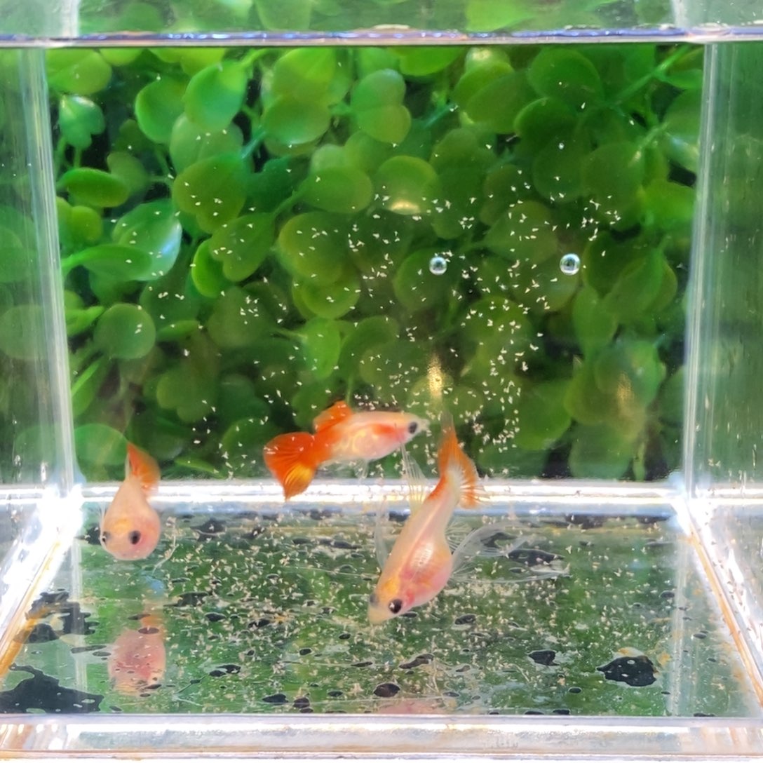 孔雀鱼银河琉璃球c一对加球母