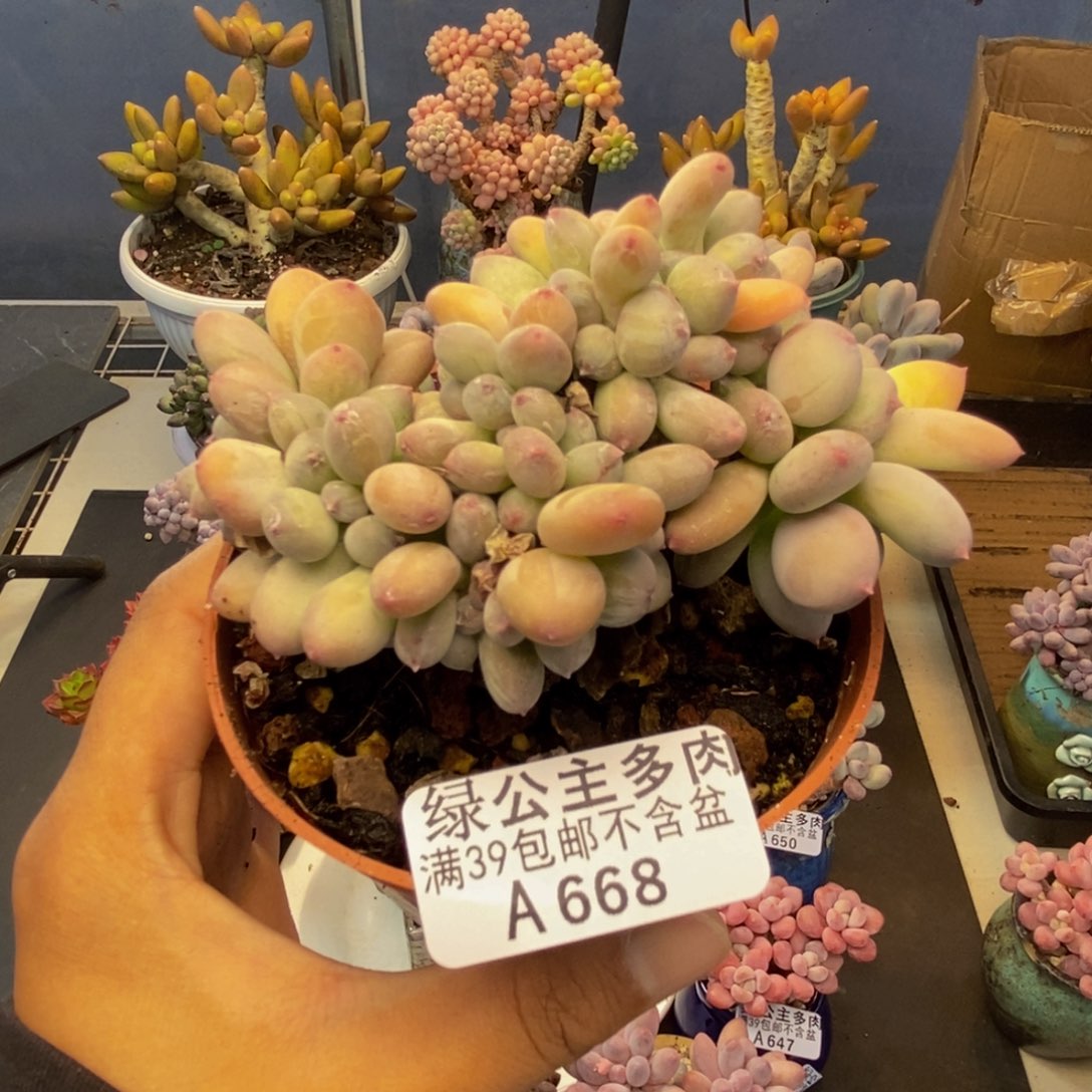 668苹果奶四代缀多肉8c m