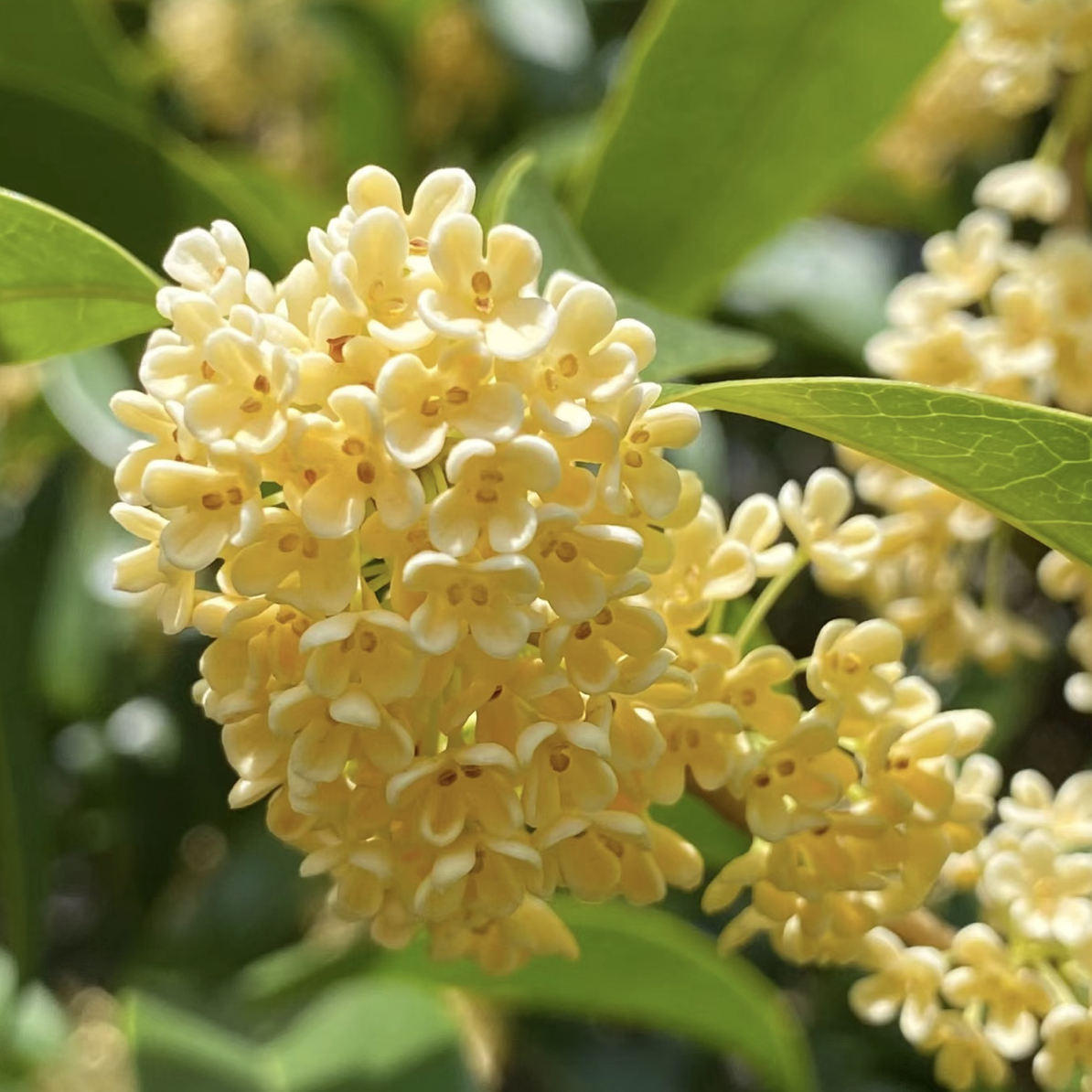 桂花金桂丹桂四季桂庭院大型绿植香味