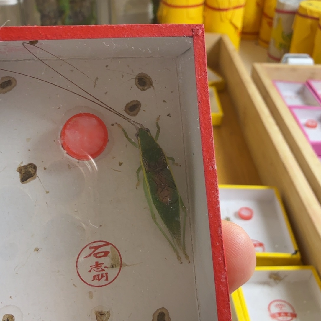 拍****频一只石金中好可爱