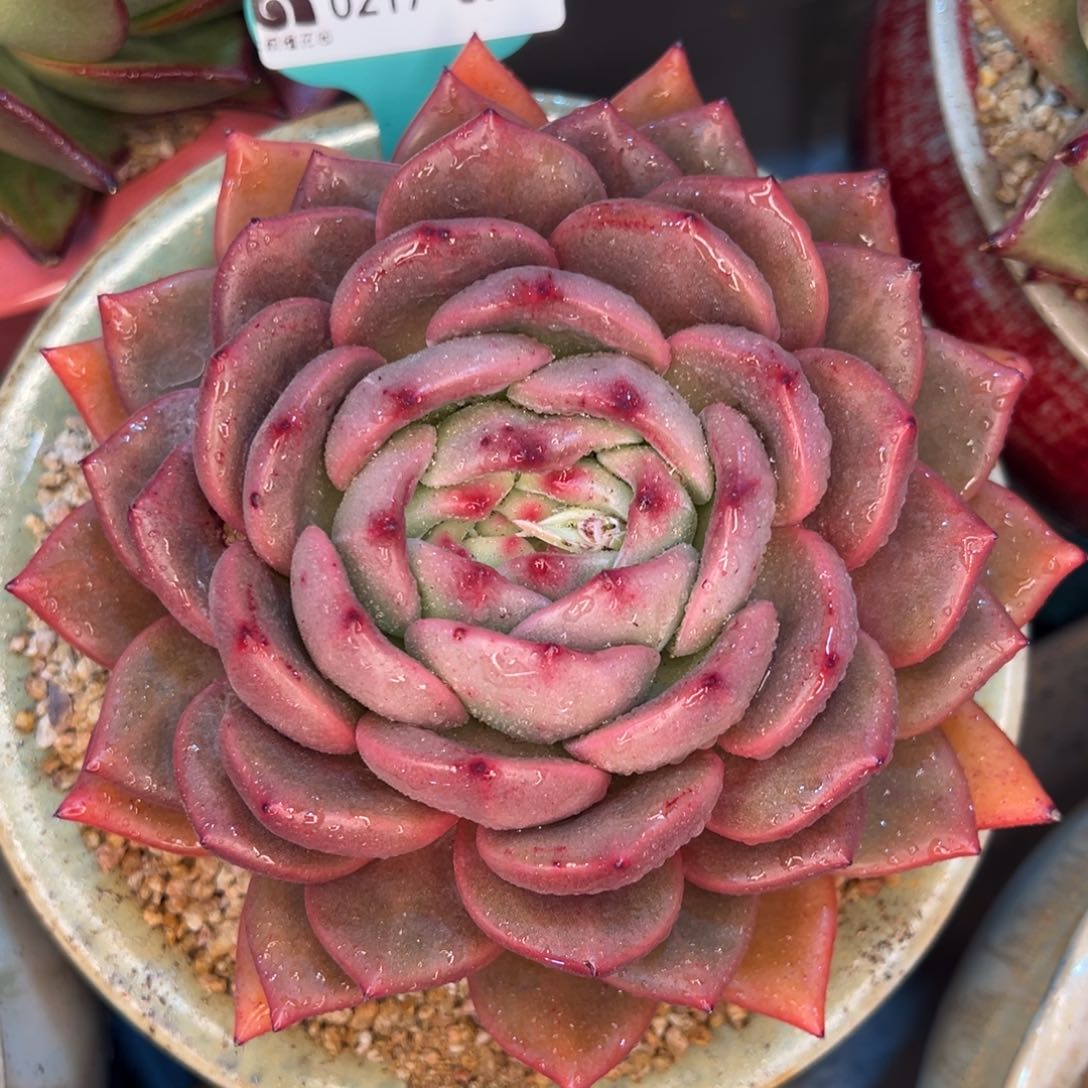 从前慢多肉精选编号0217.390