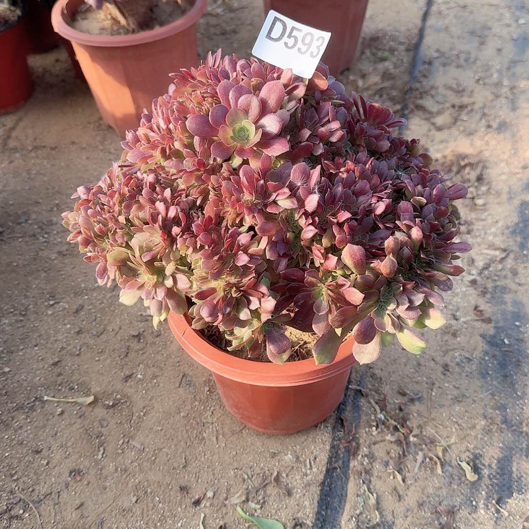 593玫瑰朵朵一颗呀呀