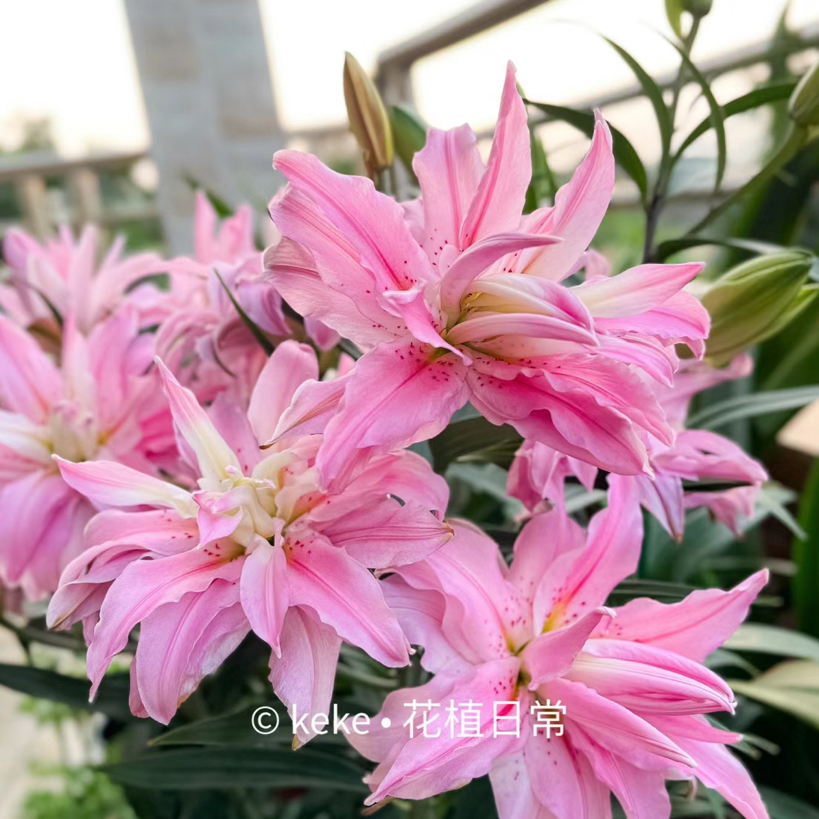 【戴安娜】25+周长1个种球香水百合重瓣大花四季可种阳台庭院种植