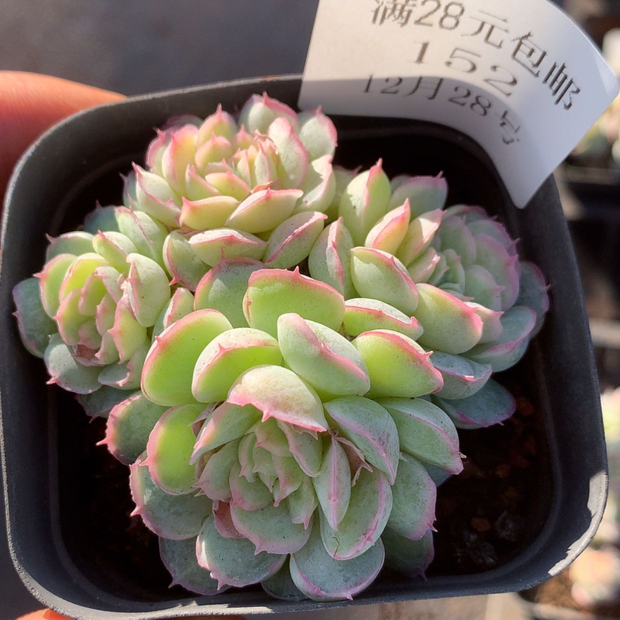 【闪购商品】云152号水晶扇贝