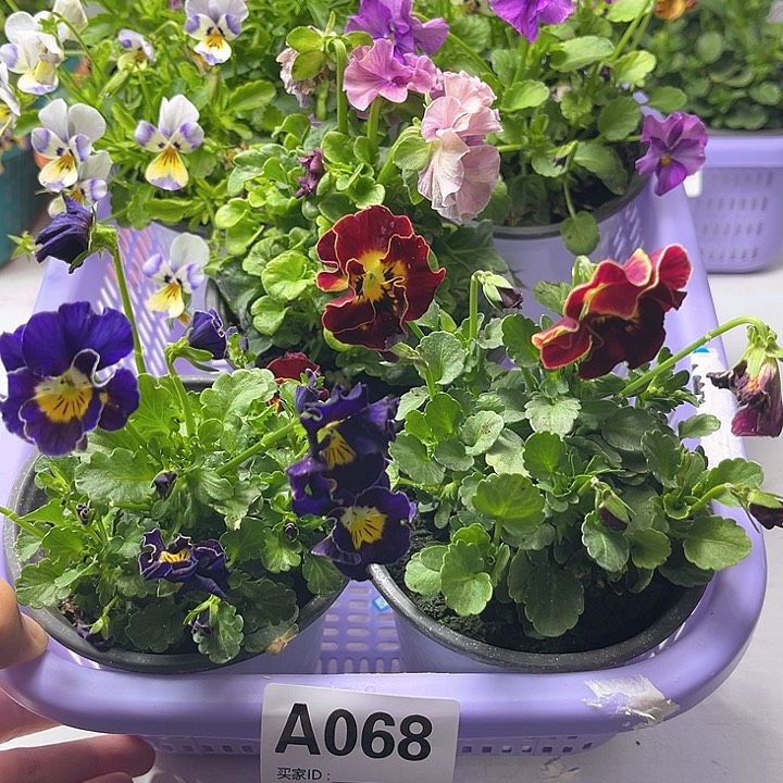 68号角堇清棚19.9米一筐