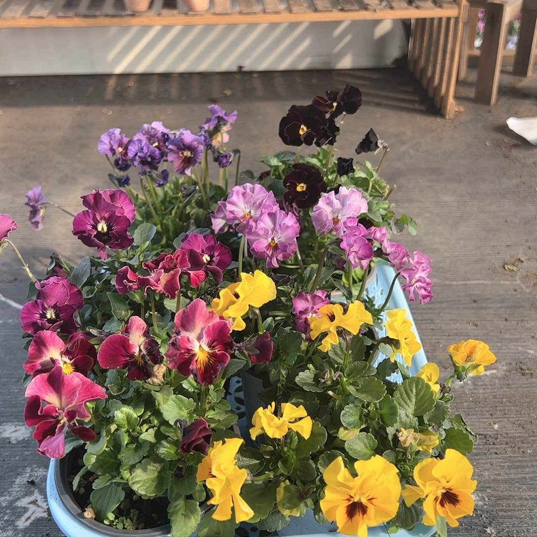 【闪购商品】198号