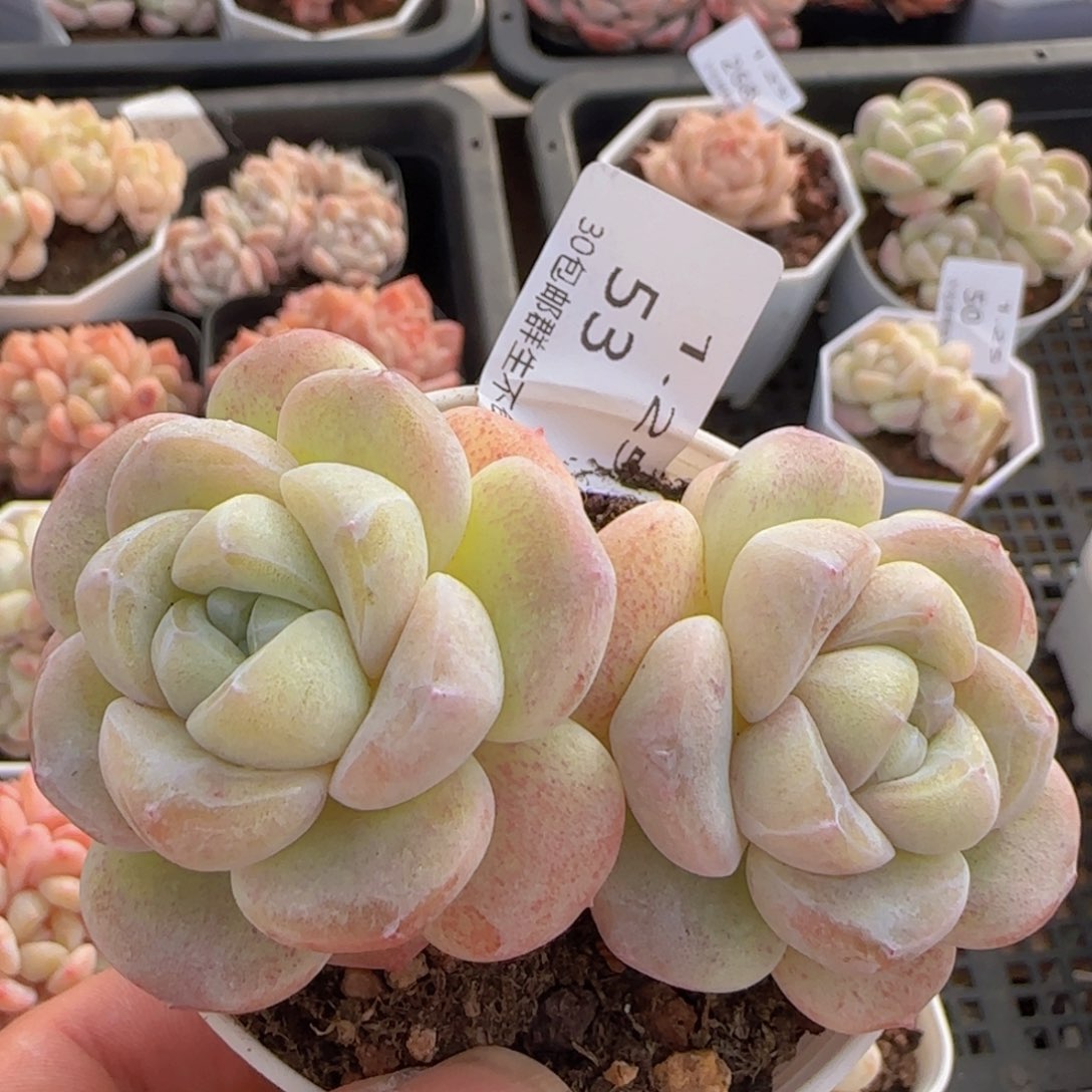 八公分冰玉一颗脱土发货