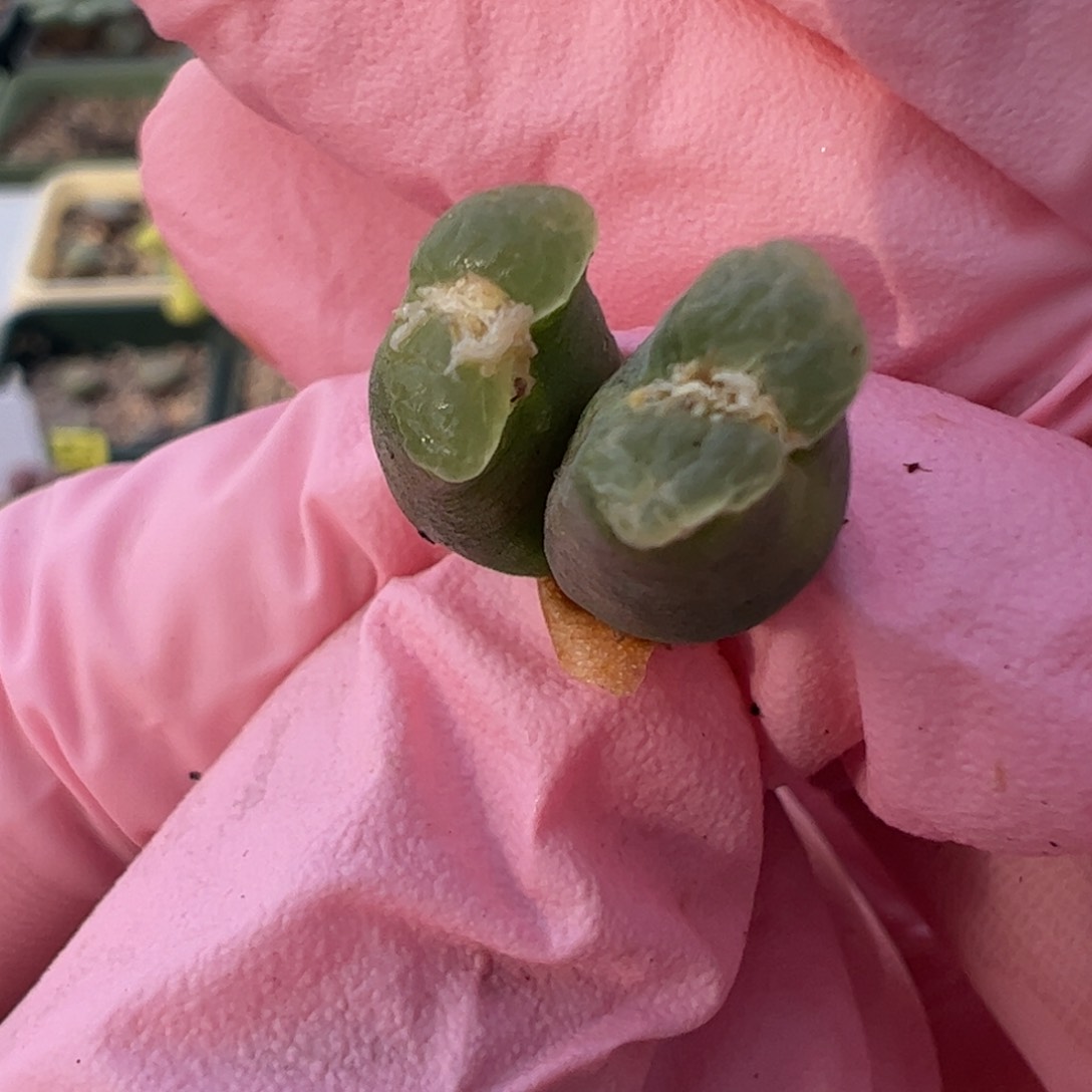 652 好看的多肉冲冲冲