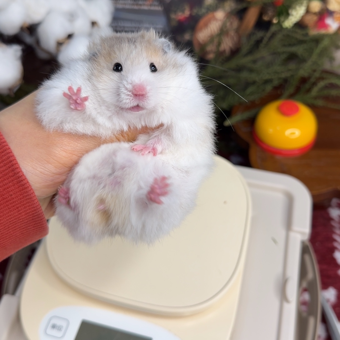 火波弟弟11.08生日