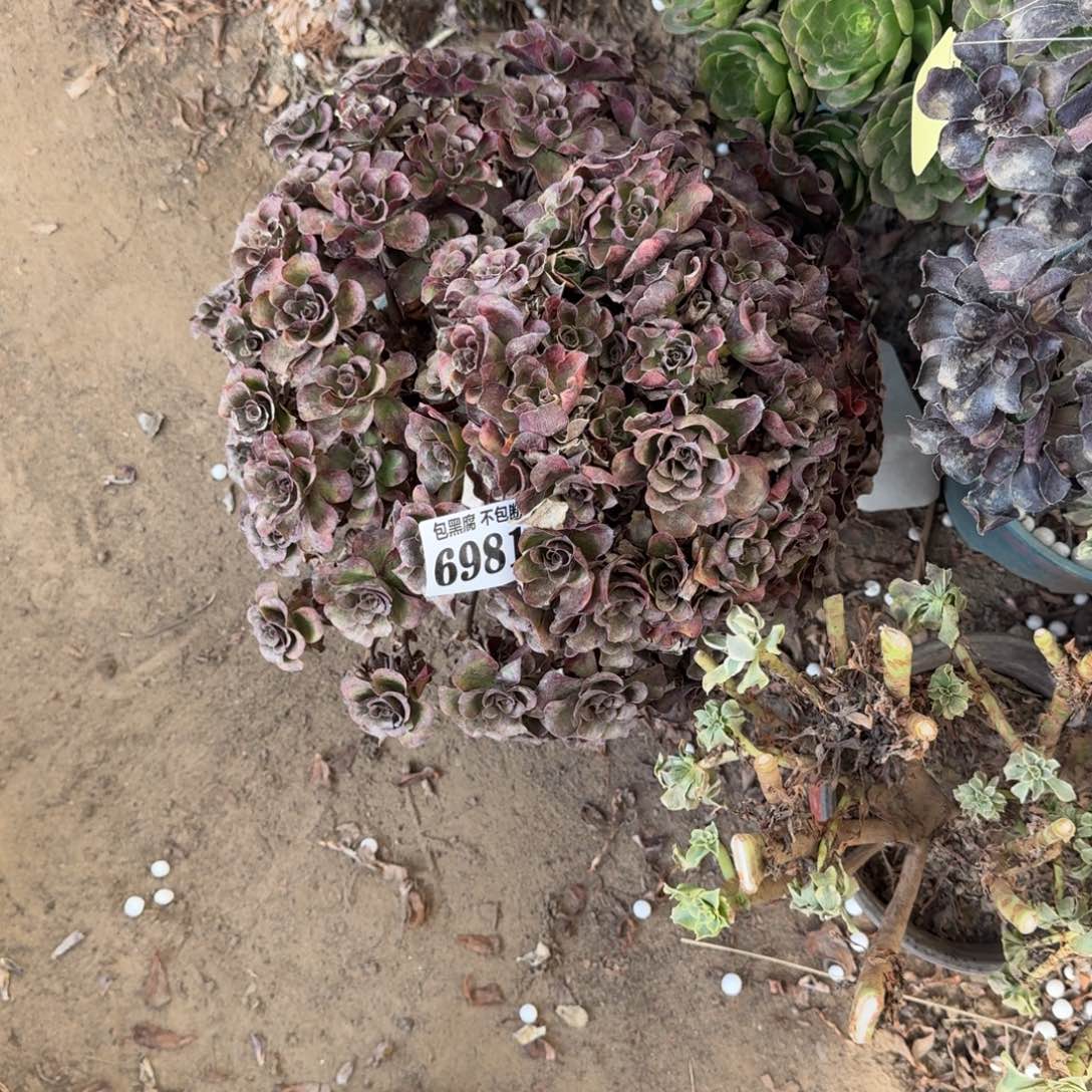 余***就法师魅金6981 18-4