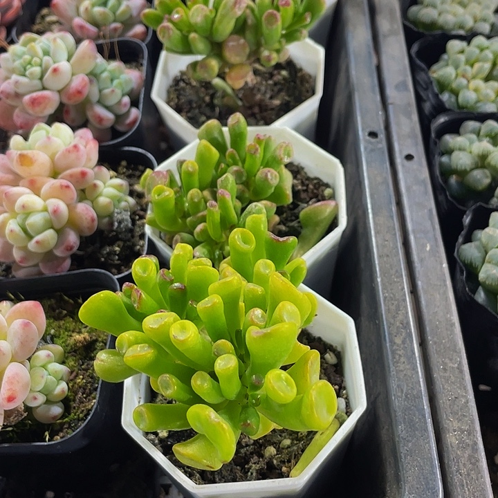 八角盆西财树带盆土发