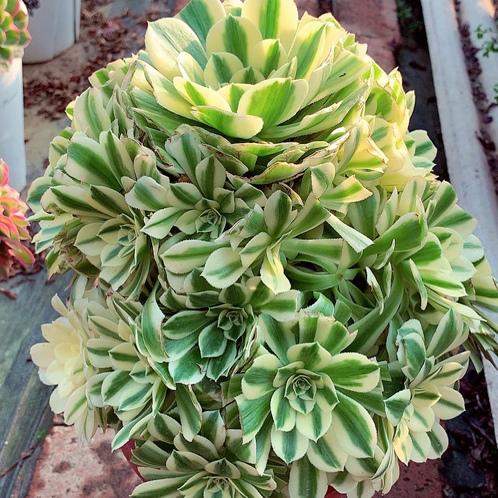 迈巴赫啊啊啊啊啊啊啊