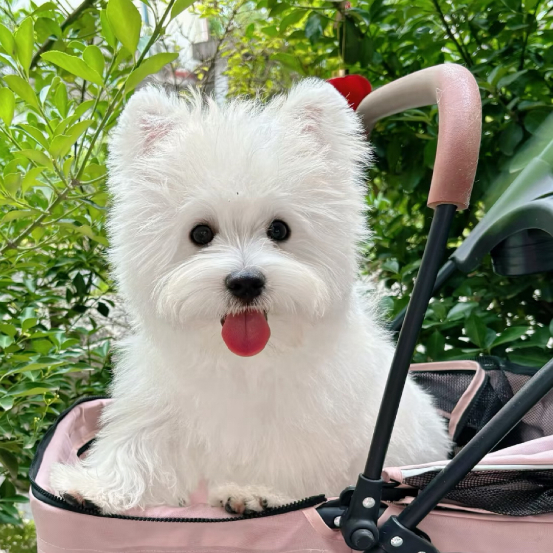 西高地梗犬宠物狗西高地幼犬宠物犬舍