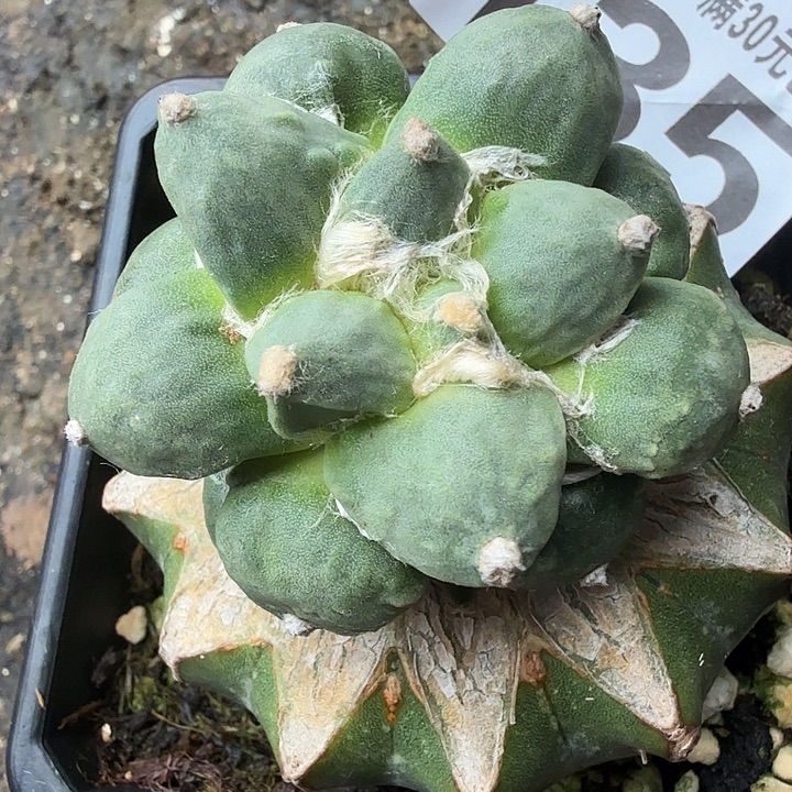 无花朵135白肌达摩怒涛牡丹东三