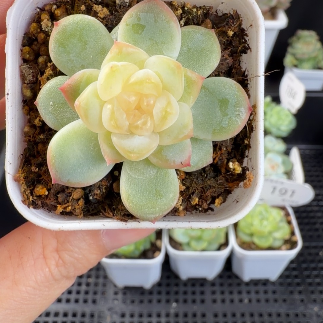 甜心单头一颗192号