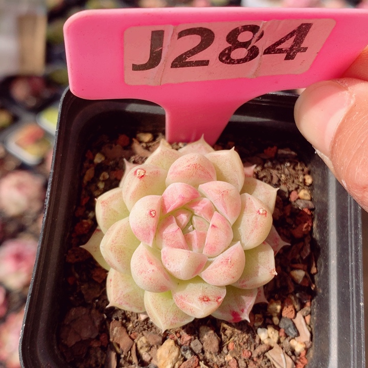 女王4.5cm多肉植物