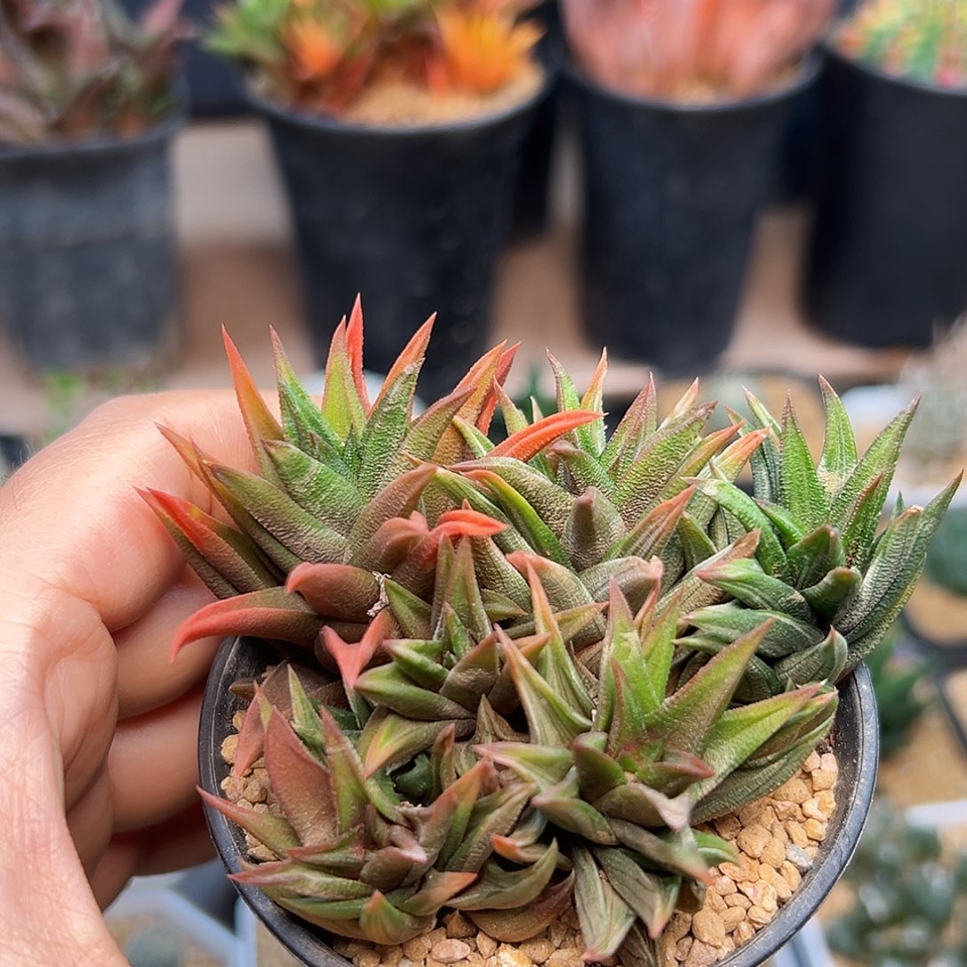象牙塔白锦母本群一颗