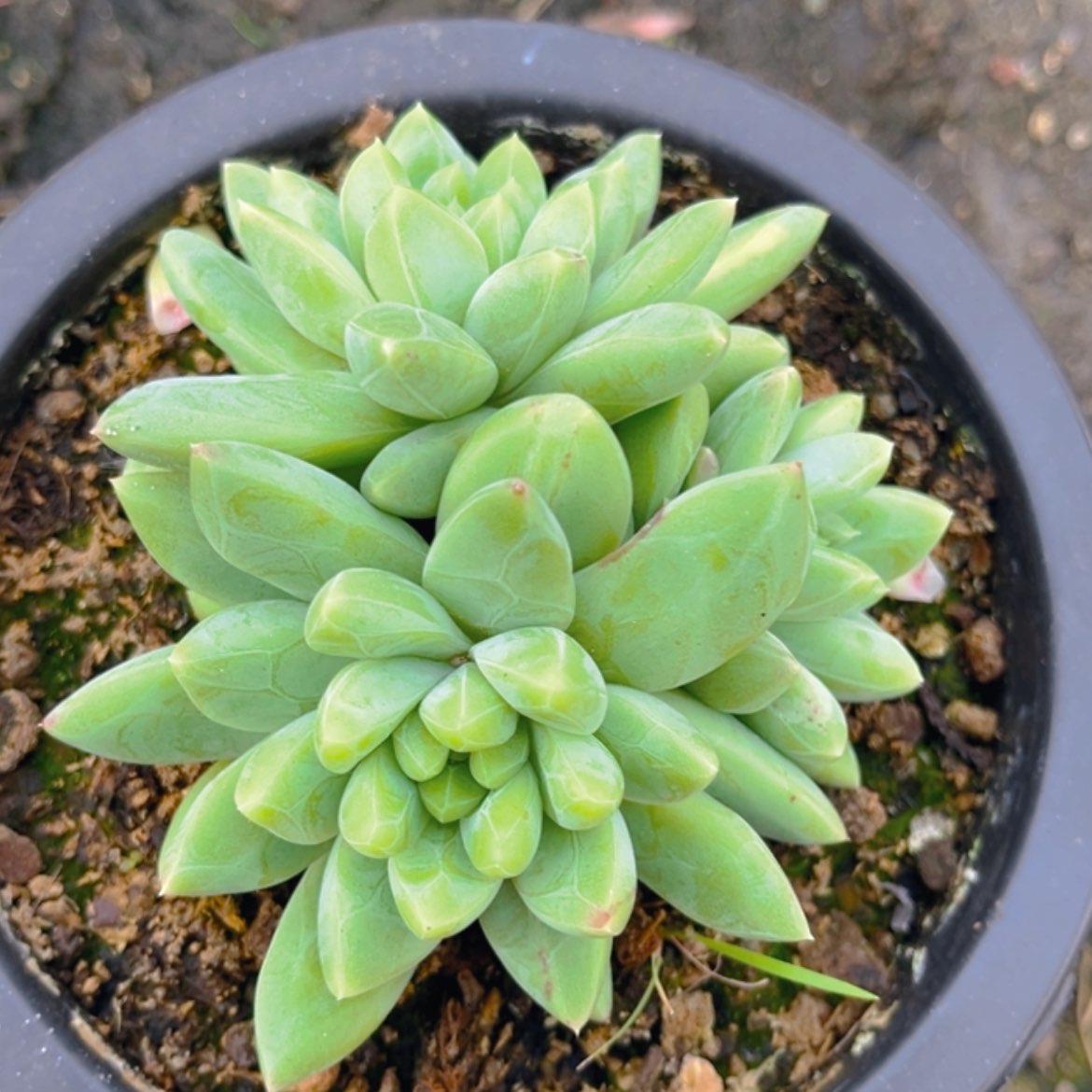 【闪购商品】无花朵鱼*1111111111111