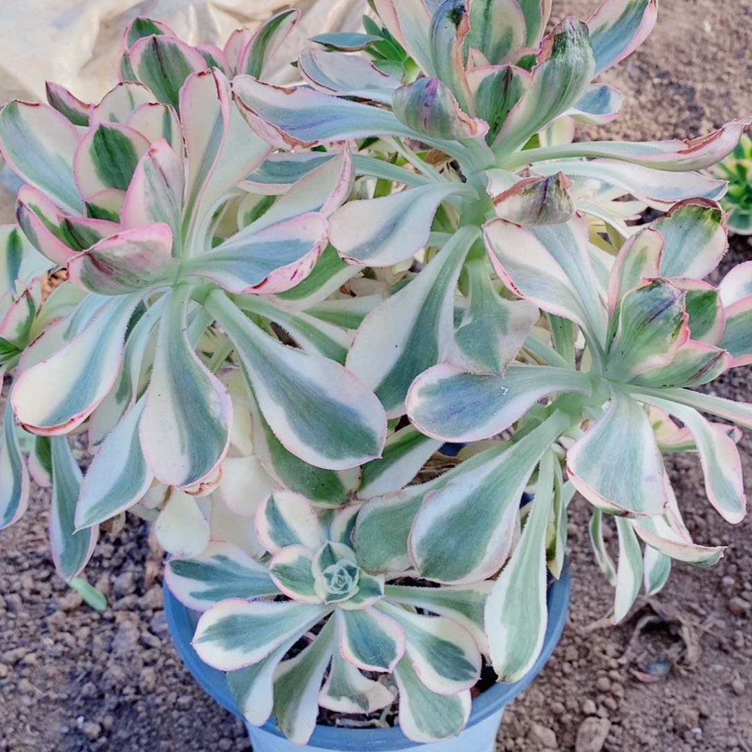 多头燕姿锦开播福利