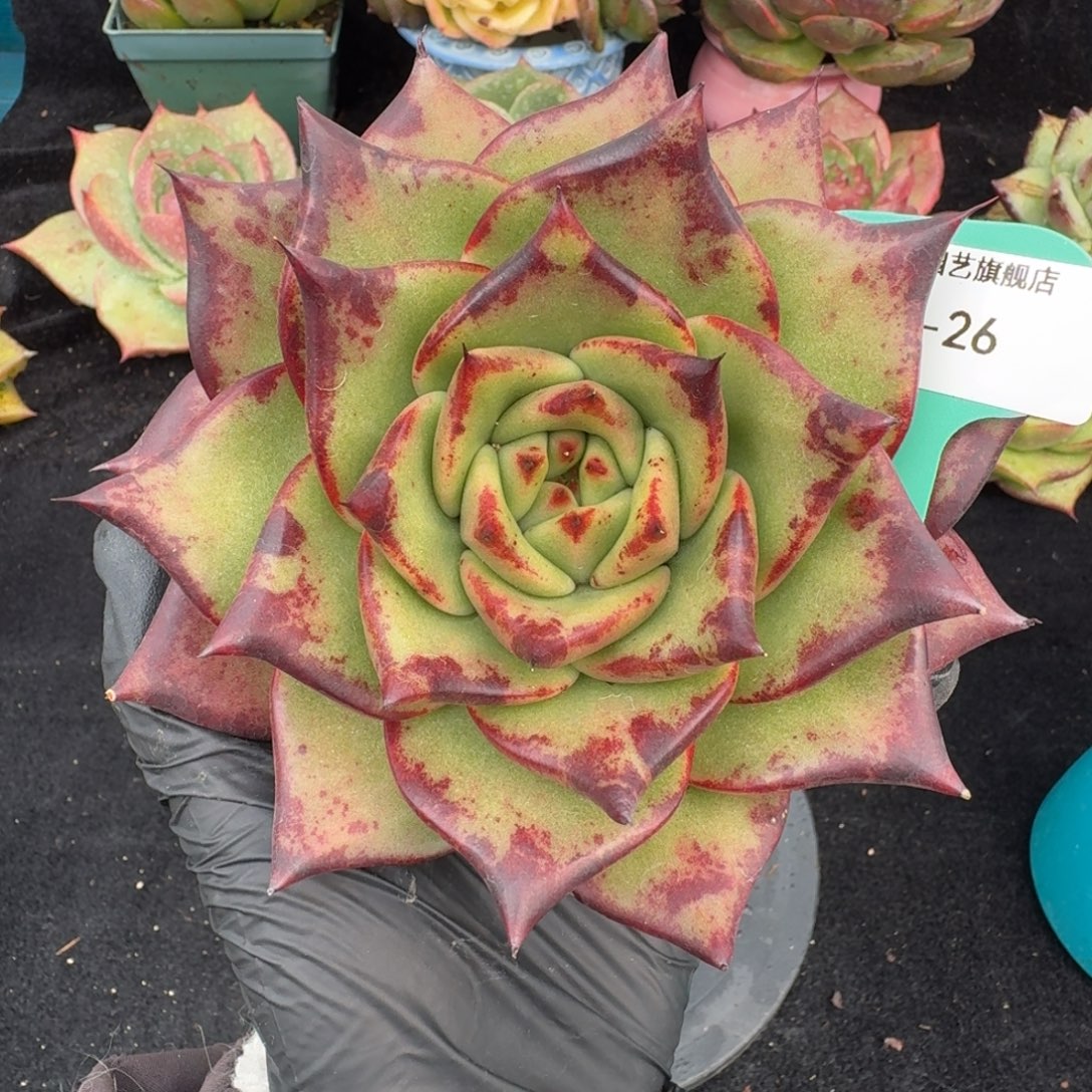 从前慢多肉精选编号1102.26