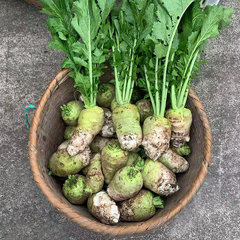 兴文共乐特产大头菜