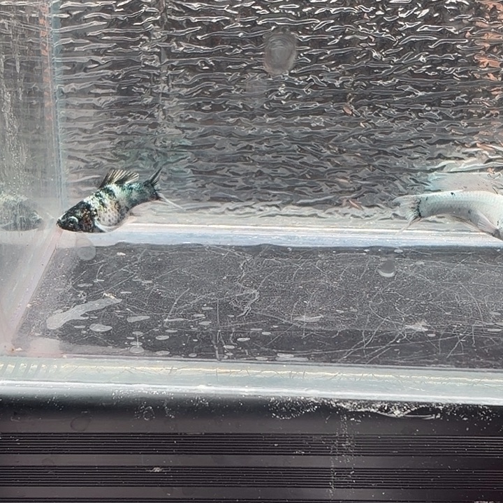 孔雀鱼玛丽鱼两天崽