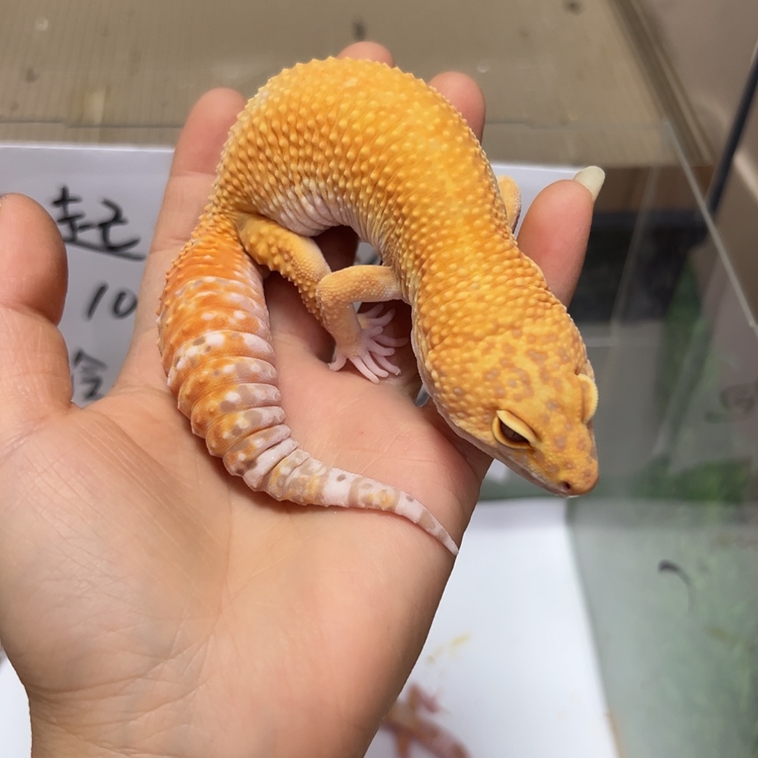 豹纹守宫豹纹守宫