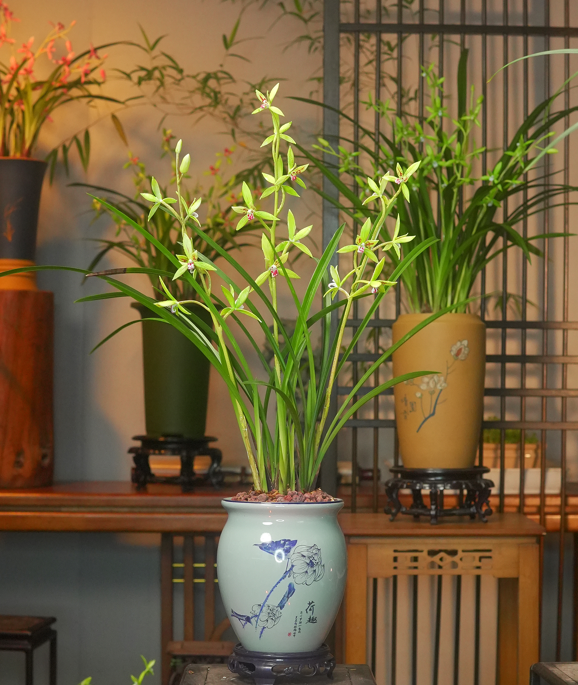 建兰铭品【玉影蝴蝶】红香妃浓香室内外好养盆栽 室内外好养易活